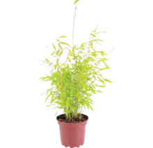 Bambus guľovitý Fargesia nitida Volcano 30-40 cm kvetináč 2 l