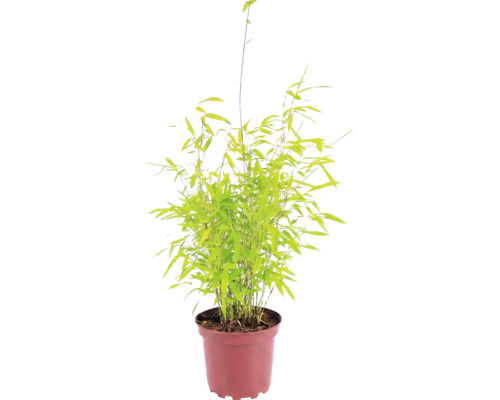 Bambus guľovitý Fargesia nitida Volcano 30-40 cm kvetináč 2 l