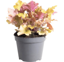 Dlužicha Heuchera 'Indian Summer Orange' výška 5-20 cm kvetináč 1,5 l