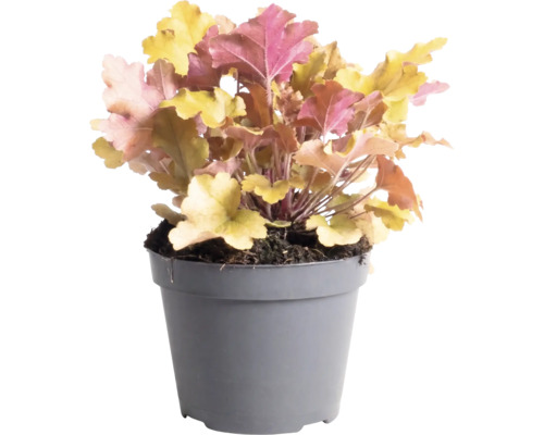 Dlužicha Heuchera 'Indian Summer Orange' výška 5-20 cm kvetináč 1,5 l