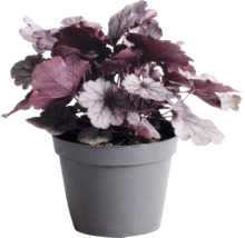 Dlužicha Heuchera 'Indian Summer Silver' výška 5-20 cm kvetináč 1,5 l