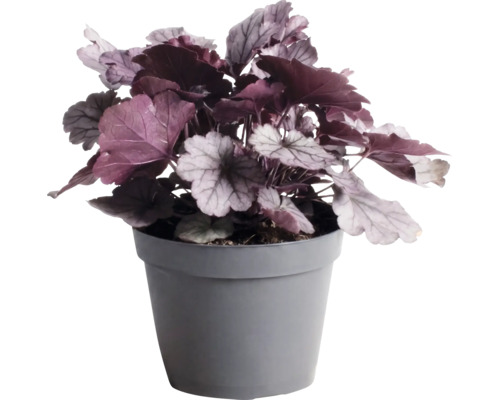 Dlužicha Heuchera 'Indian Summer Silver' výška 5-20 cm kvetináč 1,5 l