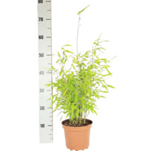 Bambus guľovitý Fargesia nitida Volcano 30-40 cm kvetináč 2 l