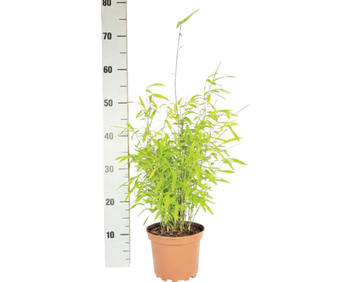Bambus guľovitý Fargesia nitida Volcano 30-40 cm kvetináč 2 l