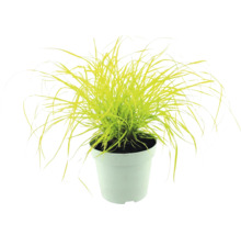 Ostrica Carex elata Aurea v bielom kvetináči