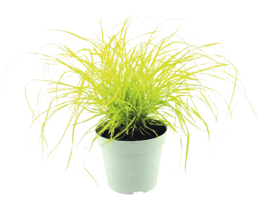 Ostrica Carex elata Aurea v bielom kvetináči