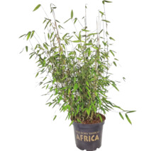 Bambus Fargesia murielae Africa v kvetináči.