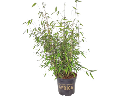 Bambus Fargesia murielae Africa v kvetináči.