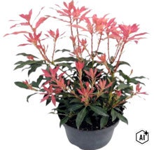 Pieris japonský Pieris japonica s načervenanými výhonkami v čiernom kvetináči. (Image AI modified or generated)