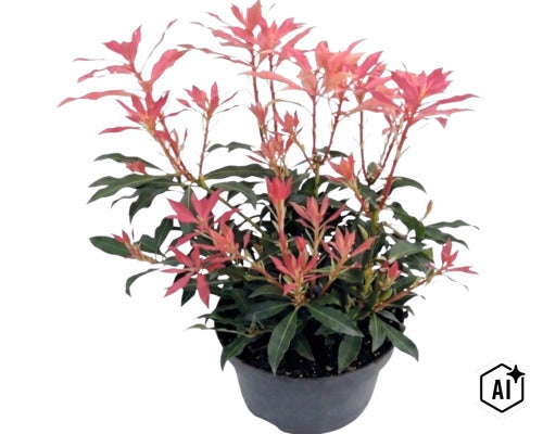 Pieris japonský Pieris japonica s načervenanými výhonkami v čiernom kvetináči. (Image AI modified or generated)