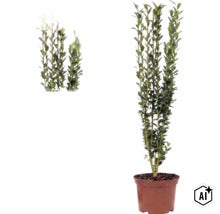 Ilex crenata Fastigiata, cezmína vrúbkovaná, vzpriamene rastúci ker v kvetináči s malými zelenými listami. (Image AI modified or generated)