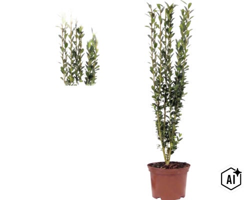 Ilex crenata Fastigiata, cezmína vrúbkovaná, vzpriamene rastúci ker v kvetináči s malými zelenými listami. (Image AI modified or generated)
