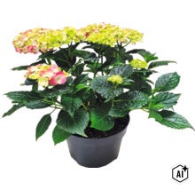 Hortenzia veľkolistá Hydrangea macrophylla v kvetináči so zelenými listami a kvetenstvom. (Image AI modified or generated)