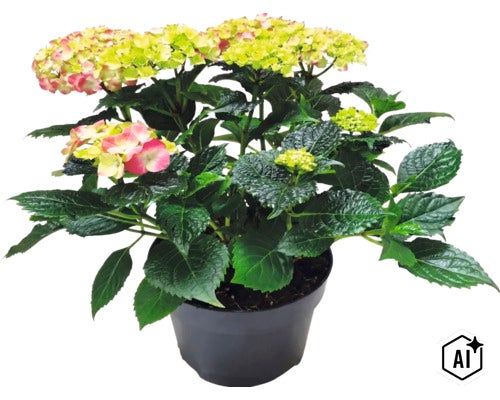 Hortenzia veľkolistá Hydrangea macrophylla v kvetináči so zelenými listami a kvetenstvom. (Image AI modified or generated)