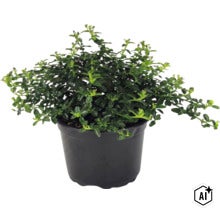 Bršlen Euonymus fortunei, vždyzelená pôdopokryvná rastlina so zelenými listami v čiernom plastovom kvetináči. (Image AI modified or generated)