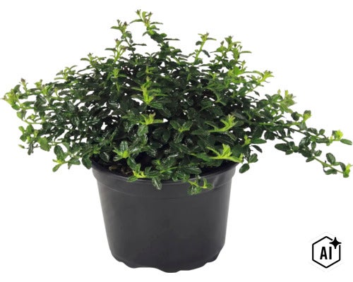 Bršlen Euonymus fortunei, vždyzelená pôdopokryvná rastlina so zelenými listami v čiernom plastovom kvetináči. (Image AI modified or generated)