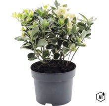 Bršlen Fortuneov Euonymus fortunei v čiernom plastovom kvetináči. (Image AI modified or generated)