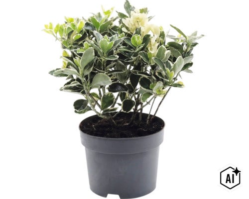 Bršlen Fortuneov Euonymus fortunei v čiernom plastovom kvetináči. (Image AI modified or generated)