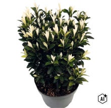 Bršlen japonský Euonymus japonicus Paloma Blanca v plastovom kvetináči s tmavozelenými listami a bielymi výhonkami. (Image AI modified or generated)