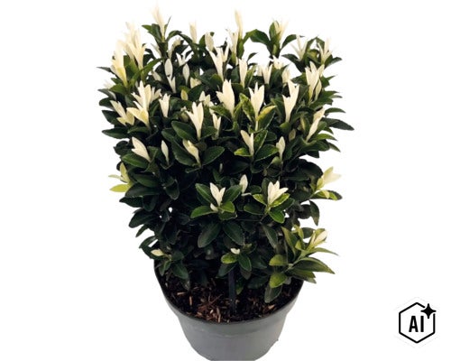 Bršlen japonský Euonymus japonicus Paloma Blanca v plastovom kvetináči s tmavozelenými listami a bielymi výhonkami. (Image AI modified or generated)