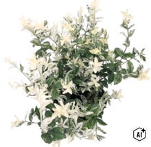 Bršlen Fortuneov Euonymus fortunei s bielo-zelenými panašovanými listami. (Image AI modified or generated)