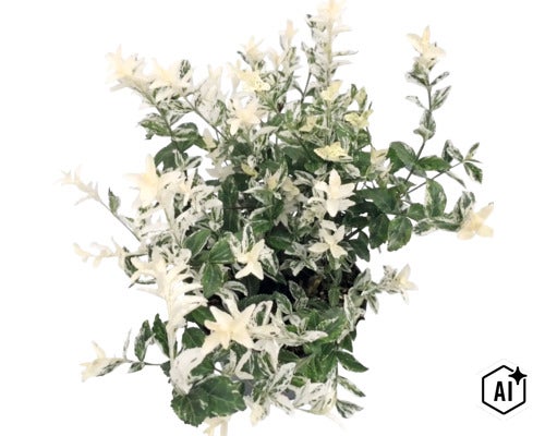Bršlen Fortuneov Euonymus fortunei s bielo-zelenými panašovanými listami. (Image AI modified or generated)