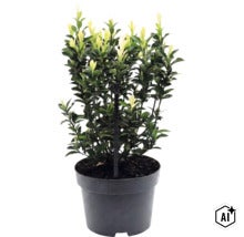 Bršlen japonský Paloma Blanca v kvetináči s opornou tyčou. (Image AI modified or generated)