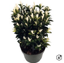 Bršlen Fortuneov Euonymus fortunei Paloma Blanca s tmavozelenými listami a bielymi výhonkami v kvetináči. (Image AI modified or generated)
