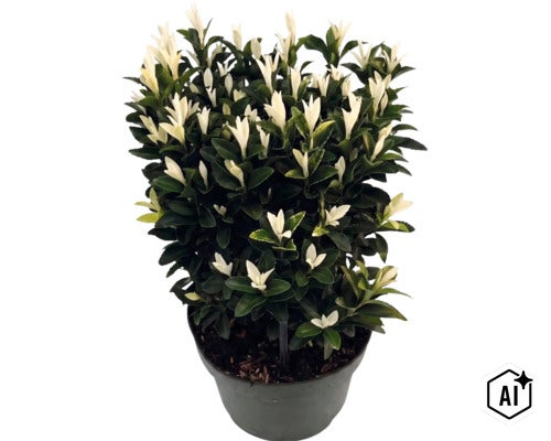 Bršlen Fortuneov Euonymus fortunei Paloma Blanca s tmavozelenými listami a bielymi výhonkami v kvetináči. (Image AI modified or generated)