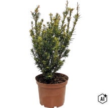 Tis obyčajný (Taxus baccata) v plastovom kvetináči, vždyzelený ker s hustým ihličím pre záhradu alebo terasu. (Image AI modified or generated)
