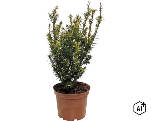 Tis obyčajný (Taxus baccata) v plastovom kvetináči, vždyzelený ker s hustým ihličím pre záhradu alebo terasu. (Image AI modified or generated)