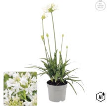 Biely kalokvet Agapanthus v sivom kvetináči s logom My Goodness. (Image AI modified or generated)