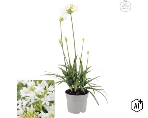 Biely kalokvet Agapanthus v sivom kvetináči s logom My Goodness. (Image AI modified or generated)