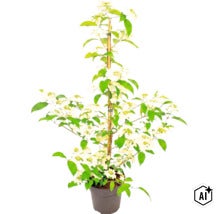 Kalina japonská (Viburnum plicatum) v kvetináči s bielymi kvetmi a zelenými listami, podopretá bambusovou tyčou. (Image AI modified or generated)