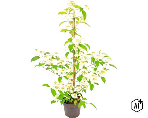 Kalina japonská (Viburnum plicatum) v kvetináči s bielymi kvetmi a zelenými listami, podopretá bambusovou tyčou. (Image AI modified or generated)