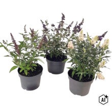Tri budleje Davidove Buddleja davidii v čiernych kvetináčoch s fialovými a bielymi kvetmi. (Image AI modified or generated)