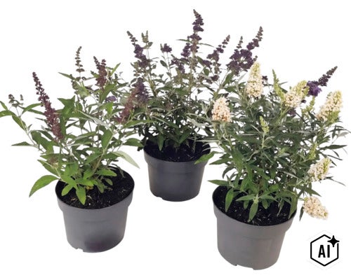 Tri budleje Davidove Buddleja davidii v čiernych kvetináčoch s fialovými a bielymi kvetmi. (Image AI modified or generated)