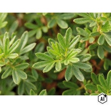 Detailný pohľad na zelené listy nátržníka Potentilla. (Image AI modified or generated)