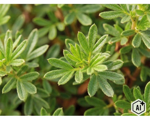 Detailný pohľad na zelené listy nátržníka Potentilla. (Image AI modified or generated)