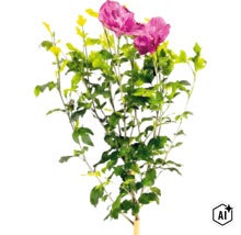 Ibištek sýrsky Hibiscus syriacus s ružovými kvetmi a zelenými listami. (Image AI modified or generated)