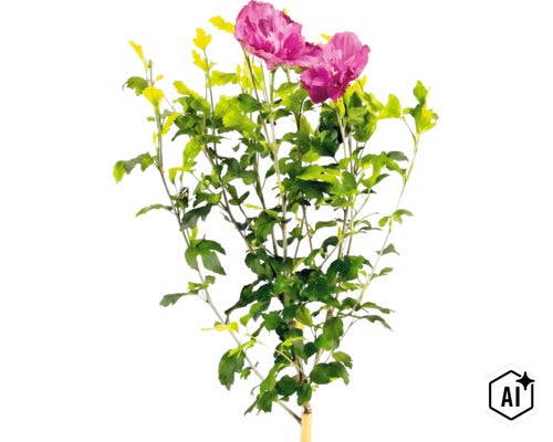 Ibištek sýrsky Hibiscus syriacus s ružovými kvetmi a zelenými listami. (Image AI modified or generated)