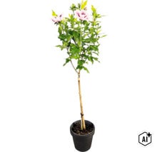 Ibištek sýrsky Hibiscus syriacus na kmienku so svetloružovými kvetmi v čiernom kvetináči. (Image AI modified or generated)