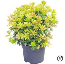 Pieris japonica v tmavom kvetináči s hustými listami a červenkastými špičkami mladých lístkov. (Image AI modified or generated)