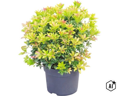 Pieris japonica v tmavom kvetináči s hustými listami a červenkastými špičkami mladých lístkov. (Image AI modified or generated)