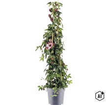 Popínavá rastlina Passiflora v kvetináči, podopretá bambusovými tyčami, so zelenými listami, tmavými púčikmi a jedným rozkvitnutým kvetom. (Image AI modified or generated)