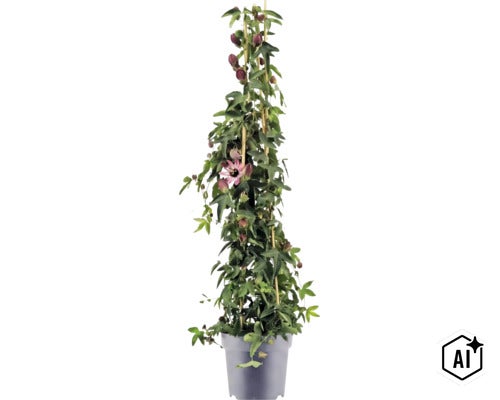Popínavá rastlina Passiflora v kvetináči, podopretá bambusovými tyčami, so zelenými listami, tmavými púčikmi a jedným rozkvitnutým kvetom. (Image AI modified or generated)