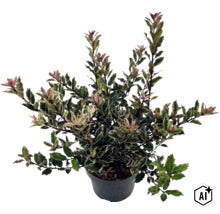 Pestrofarebný osmant Osmanthus heterophyllus v čiernom plastovom kvetináči so zúbkovanými zeleno-bielymi listami. (Image AI modified or generated)