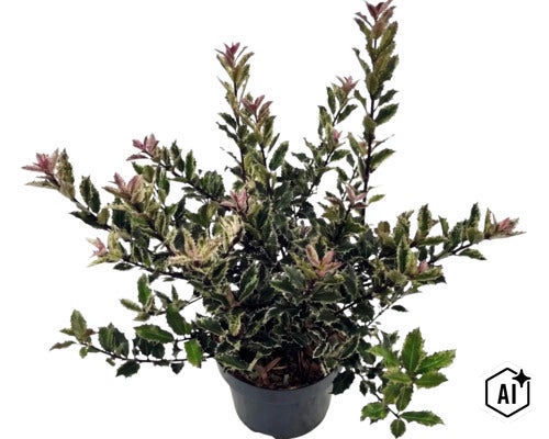 Pestrofarebný osmant Osmanthus heterophyllus v čiernom plastovom kvetináči so zúbkovanými zeleno-bielymi listami. (Image AI modified or generated)