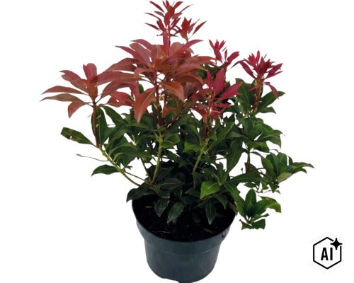 Pieris japonská Pieris japonica so zelenými listami a červenými výhonkami v čiernom kvetináči (Image AI modified or generated)