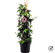 Mučenka Passiflora v čiernom kvetináči s fialovým kvetom a bambusovými tyčkami ako oporou. (Image AI modified or generated)